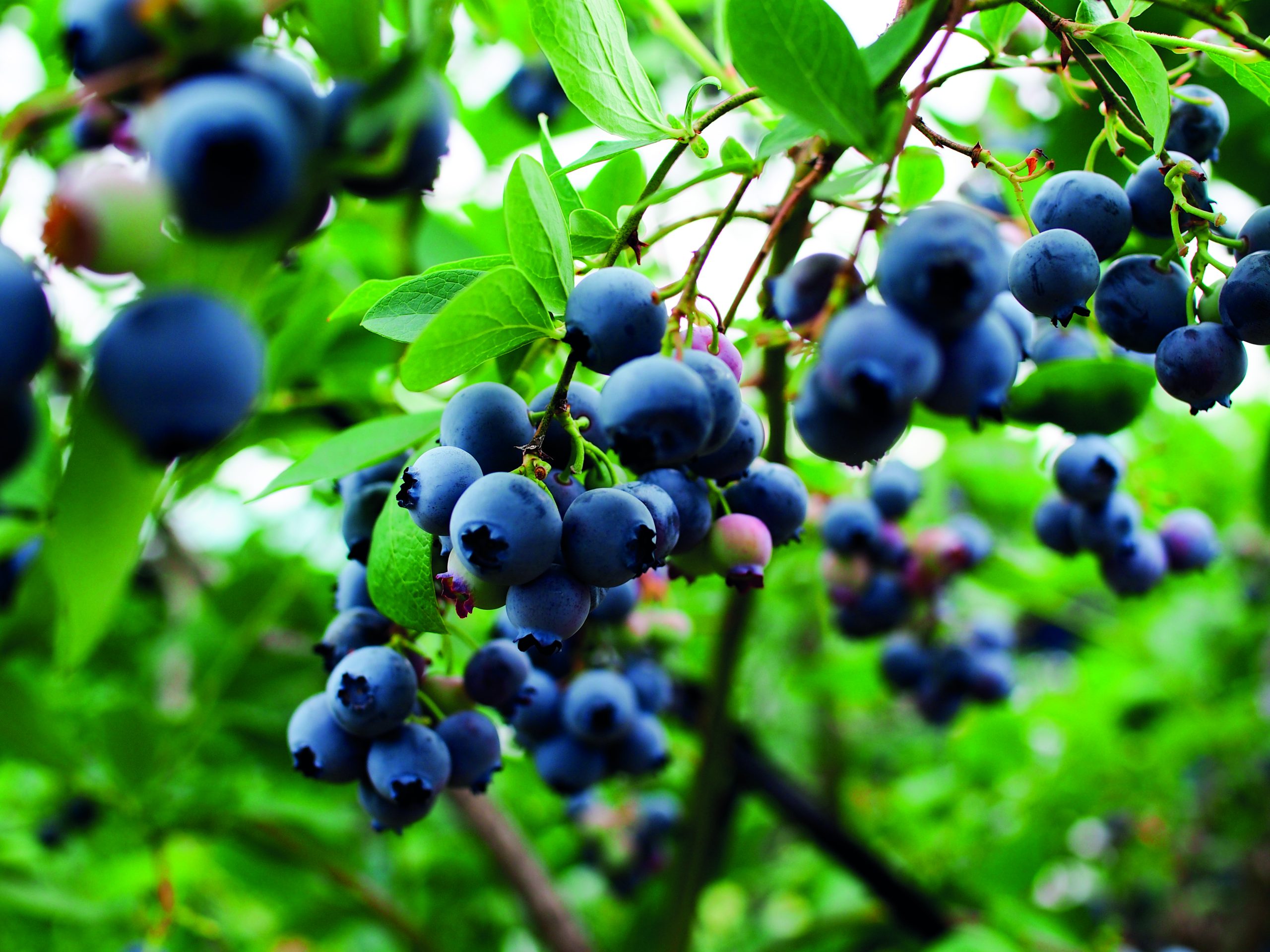 moroccan-blueberries-will-arrive-in-north-america-early-december