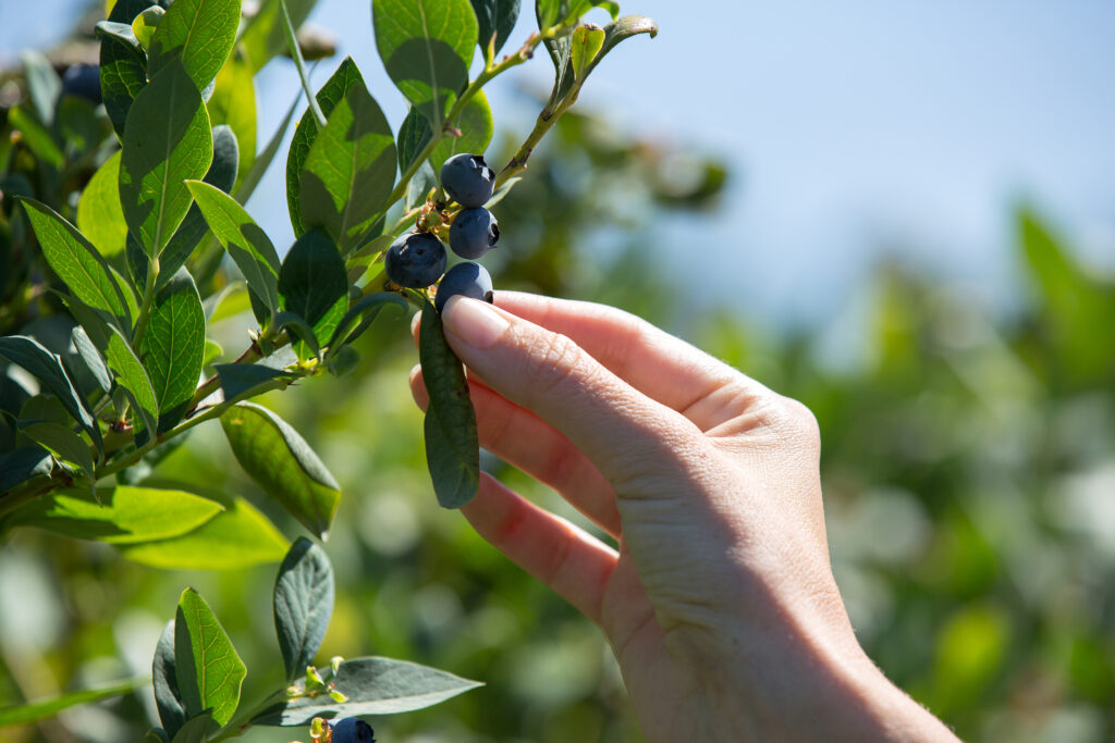 Ecuador’s blueberry industry is the 'new kid on the block'