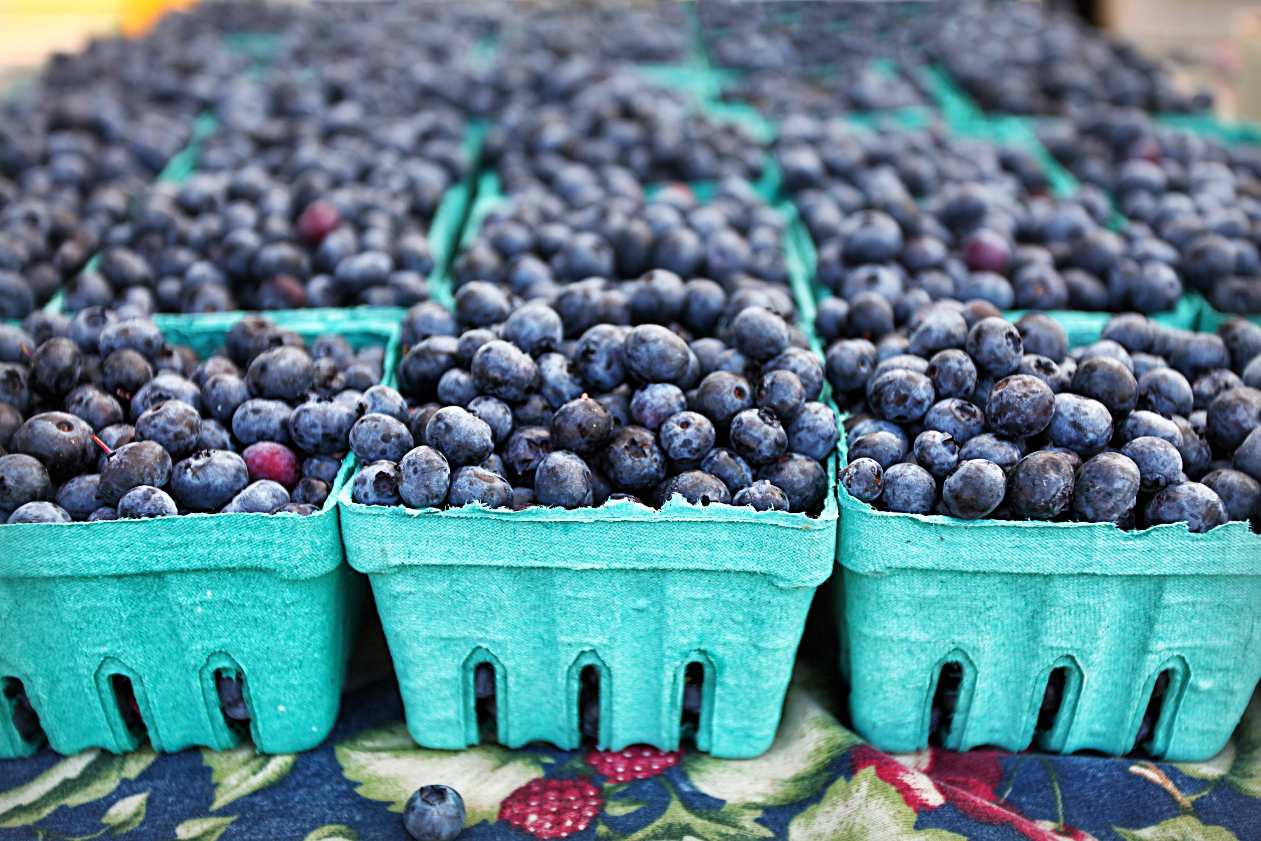 North American Blueberry Council members visit Chile - Blueberry ...